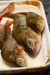 perch ready to cook.