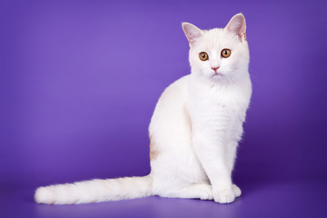 Scottish straight on purple background