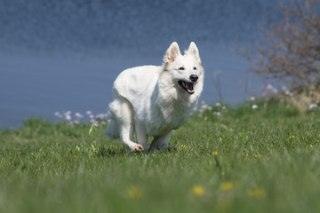course du berger blanc suisse