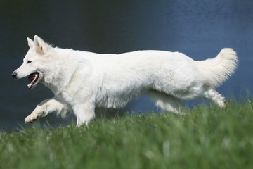allure fière du berger blanc suisse