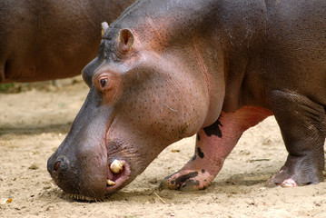 Fototapeta na wymiar Profil portret Hipopotam amphibius chodzenia