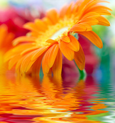 Closeup photo of orange daisy-gerbera
