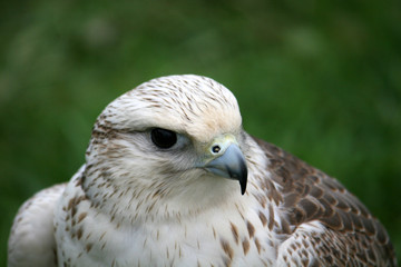 hawk