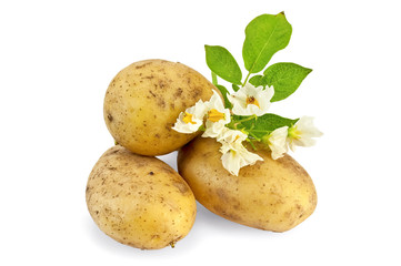 Potato yellow with a flower
