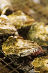 生牡蠣の網焼き