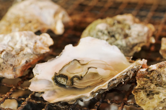 生牡蠣の網焼き