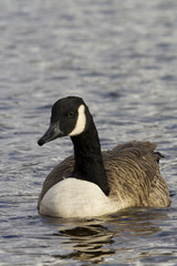 Canada Goose (Branta canadensis)