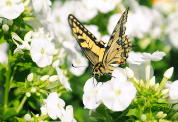 Swallowtail