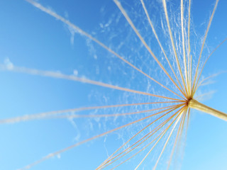 dandelion seeds 61, with tiny depth of field