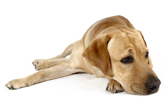 labrador retriever
