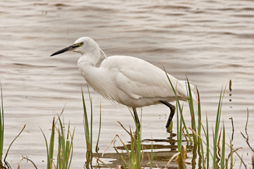 Aigrette Garzette - Little Egret - Egretta garzetta