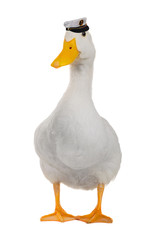 duck white