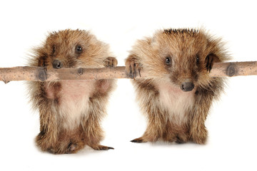 two hedgehog