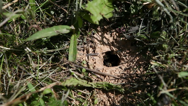 hornet's nest in the ground