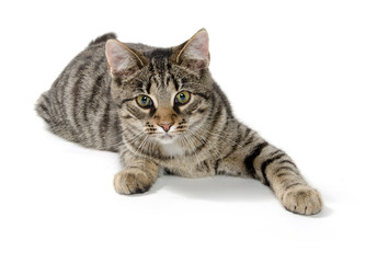 Tabby cat on white