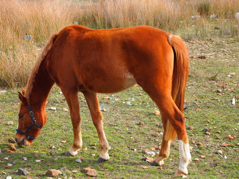 CAVALLO