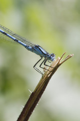 Blue Damselfly