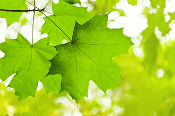 Fototapeta na wymiar Green leaves of a maple