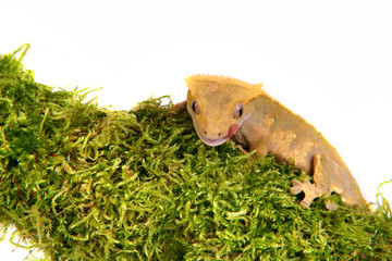 Gecko Reptil Lizzard echse eidechse