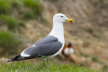 Herring Gull