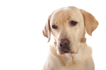 labrador