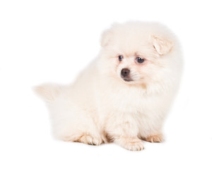 Pomeranian Spitz puppy on a white background