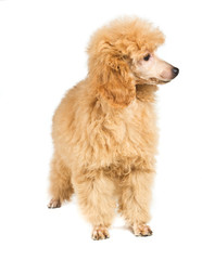 Apricot poodle puppy portrait on a white background