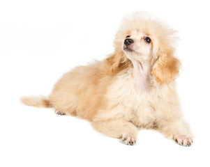 Apricot poodle puppy portrait on a white background