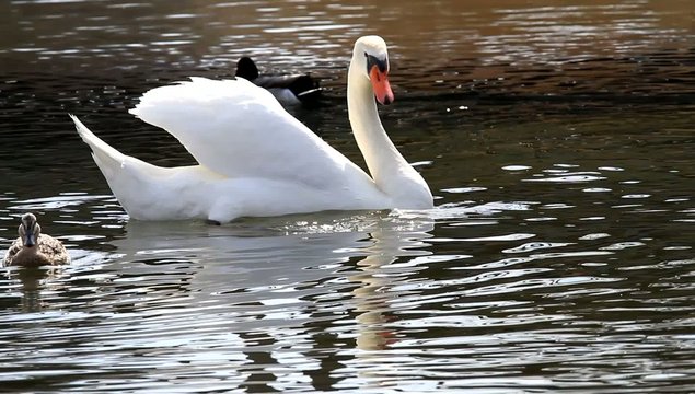Schwan weis / Full Hd Video