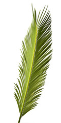 palm leaf back side