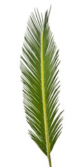 palm leaf isolated