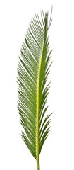 palm leaf