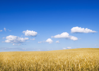 Naklejka premium Meadow of wheat.