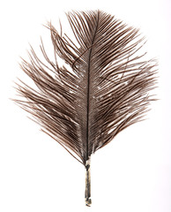 Isolated feather on white background