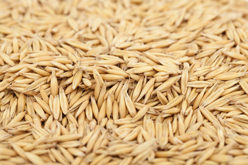 oat