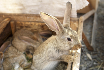 rabbit