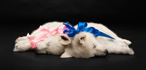 Puppies of the white sheep-dog with a bow on a neck