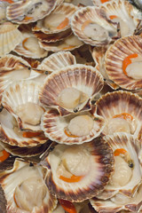 Scallops at the market (Venice, Italy)