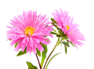pink aster isolated