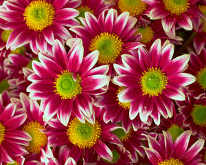 violet-white crysanthemums closeup, natural background