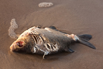 toter fisch im wasser der ostsee