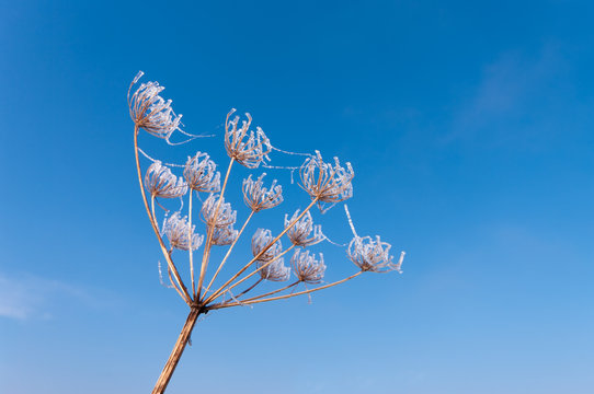 Giant Hogweed