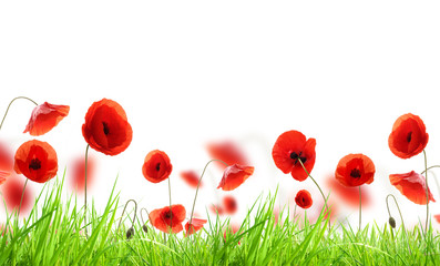 Poppy flowers in grass, isolated on white background