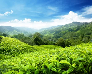 Zelfklevend Fotobehang Tea plantation Cameron highlands, Malaysia © Iakov Kalinin