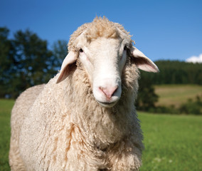 Sheep looking at camera