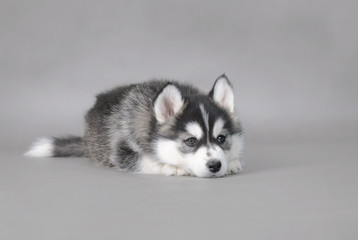 Siberian husky puppy