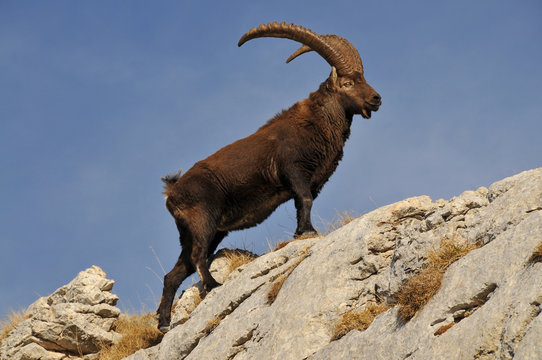 Bouquetin des Alpes