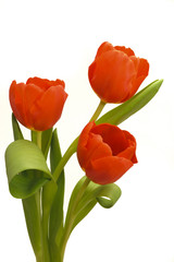 Naklejka premium Ostern Tulpen