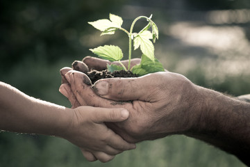 Hands of elderly man and baby holding a plant