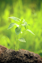 Young plant against natural green background